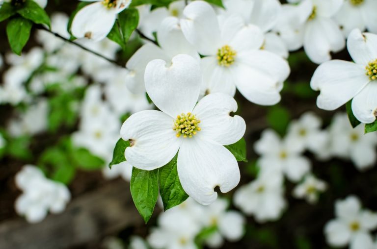 6 Stunning Florida Trees with White Flowers - Go Get em lawn Services